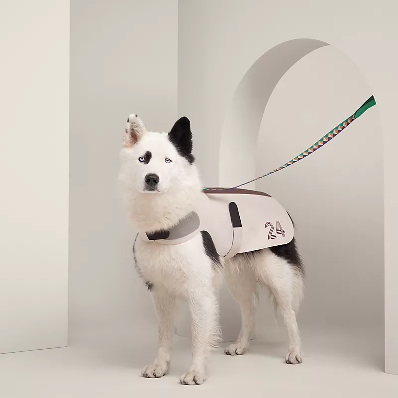 White and black dog wearing the Hermès Course 24 dog raincoat in a minimalist studio setting.