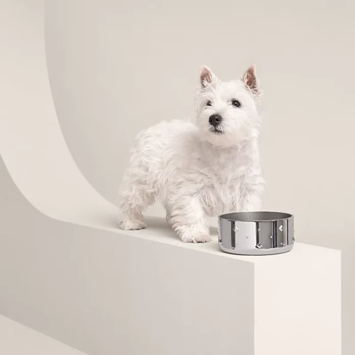 White fluffy dog standing next to a stainless-steel Hermès Punch dog bowl on a curved white display.
