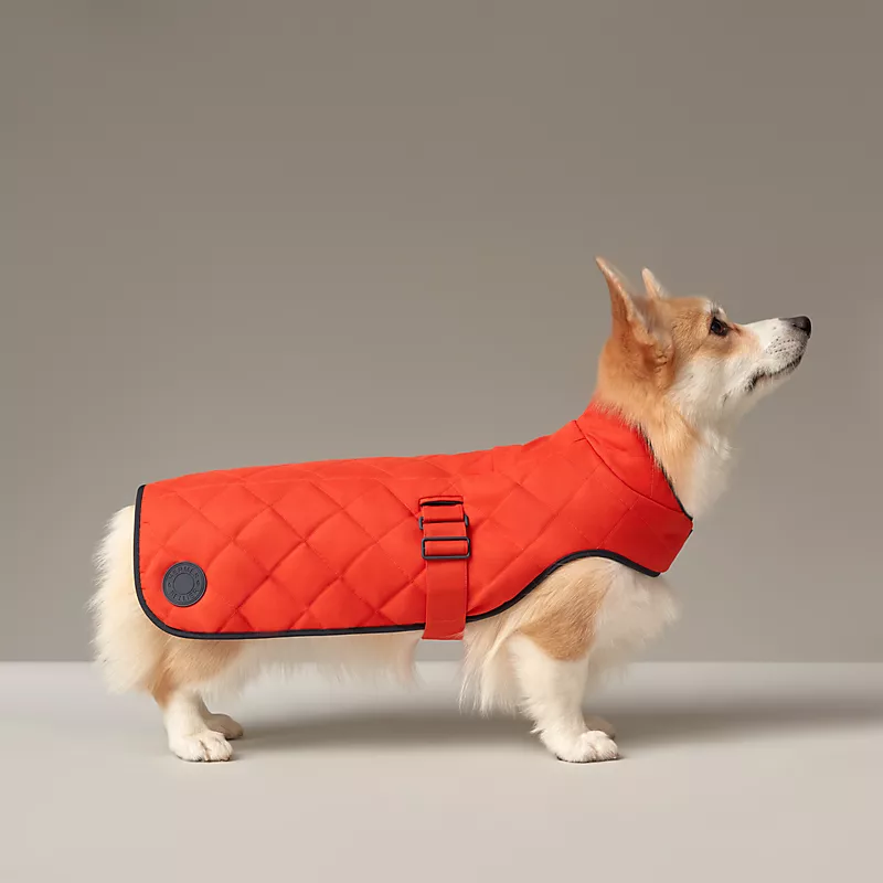 Dog wearing a high-end Hermès dog coat with refined stitching details in a minimalist space