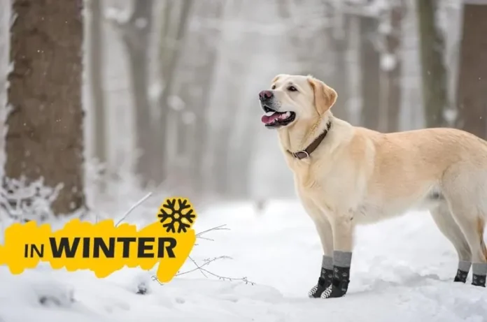 Keep pets safe and stylish with Expawlorer anti-slip pet socks — breathable, secure-fit dog socks designed for traction, comfort, and daily paw protection.