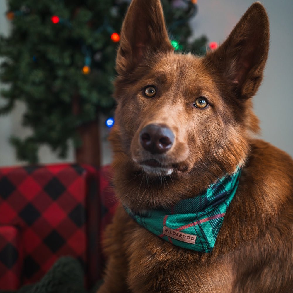 Full collection of Wilderdog outdoor dog gear including rope leashes, harnesses, and collars