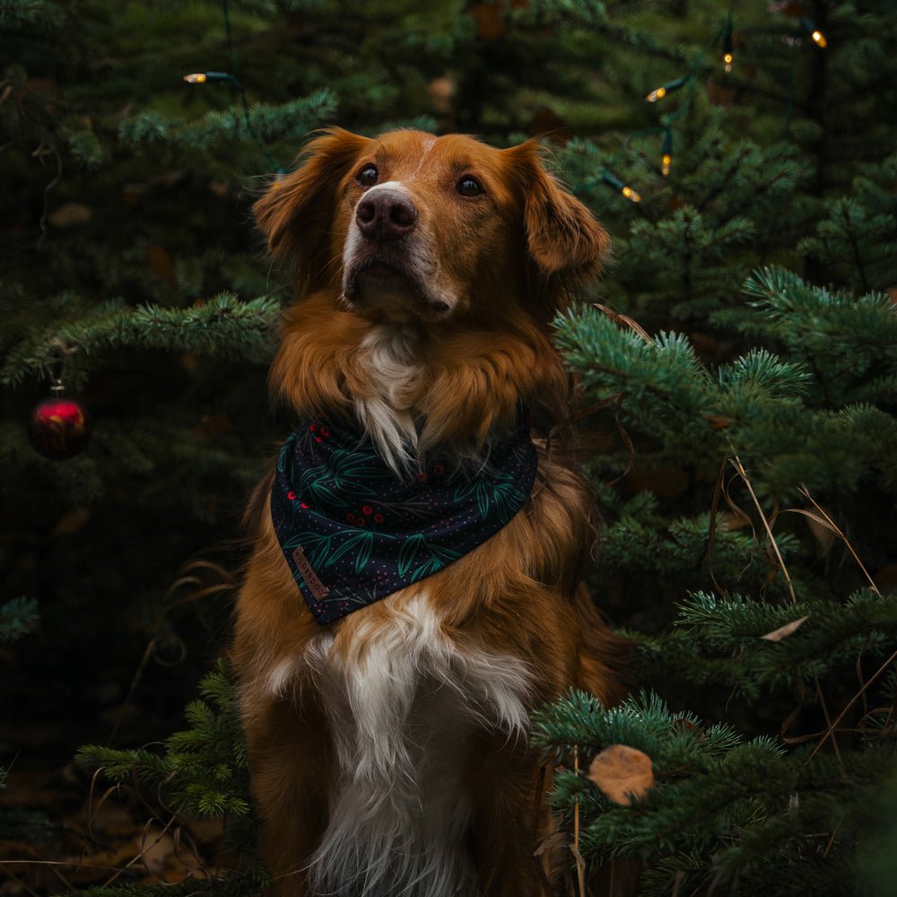 Full collection of Wilderdog outdoor dog gear including rope leashes, harnesses, and collars