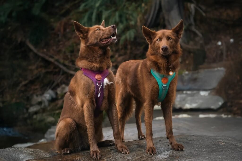 Dog hiking on a mountain trail wearing Wilderdog climbing rope leash and harness